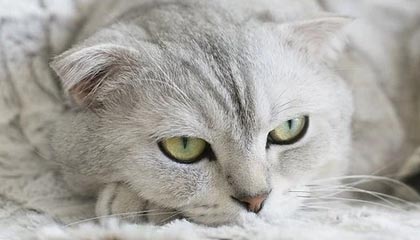 台州最新公积金卡提取现金方法app方法分析(最方便真实的台州公积金卡怎样从手机里取出来?方法)